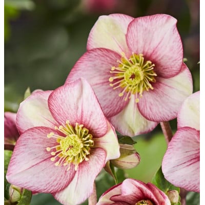 クリスマスローズ鉢植え 氷の薔薇カルロッタ5号