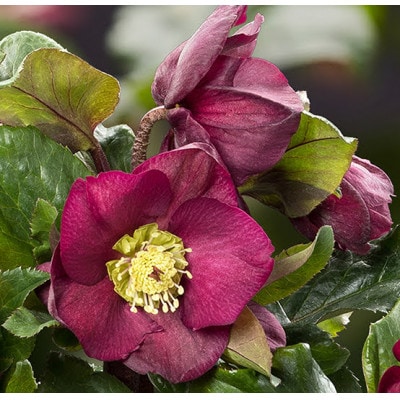 クリスマスローズ鉢植え 氷の薔薇ベノッタ4.5号　