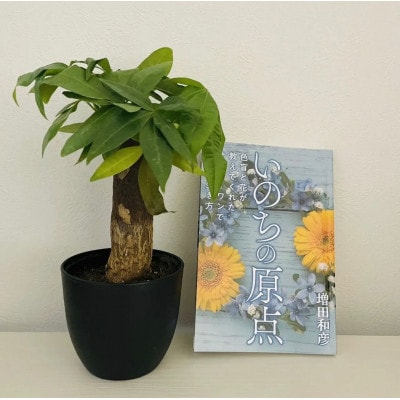 観葉植物鉢植えとamazonベストセラー 著作本(いのちの原点)のセット「読者特典動画視聴サービス付