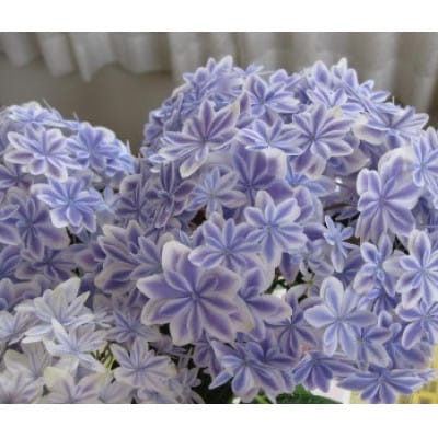 母の日に!アジサイ鉢植えブルー高級・希少品種　5号