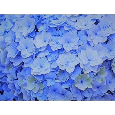 母の日に!アジサイ鉢植えブルー高級・希少品種　5号