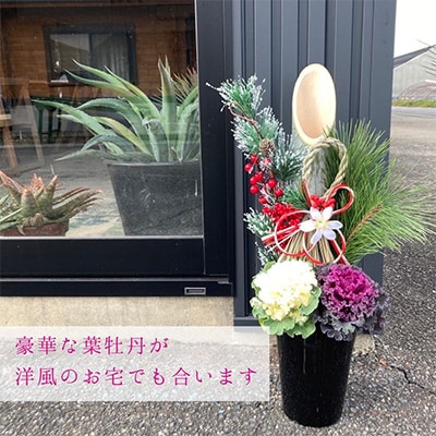 迎春・お正月用門松寄せ植え6号 　60cmタイプ