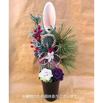 迎春・お正月用門松寄せ植え6号 　60cmタイプ