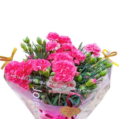 母の日  カーネーション ガチャ 鉢植え 5号