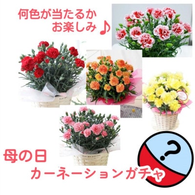 母の日  カーネーション ガチャ 鉢植え 5号