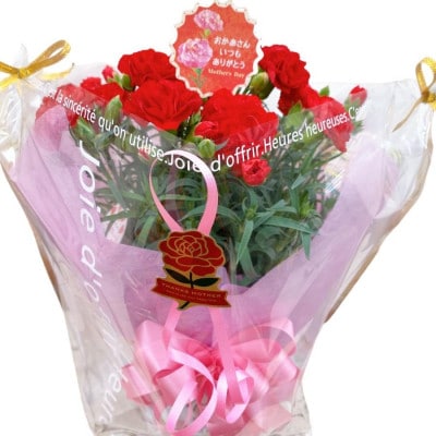 母の日  カーネーション ガチャ 鉢植え 5号