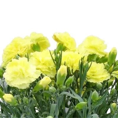 母の日  カーネーション ガチャ 鉢植え 5号