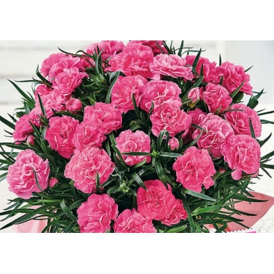 カーネーション ピンク系 鉢植え 5号 【※カバー・ラッピングなし】