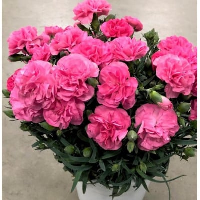 カーネーション ピンク系 鉢植え 5号 【※カバー・ラッピングなし】