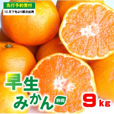 2025年10月下旬から発送　藤枝市産　早生みかん 9kg