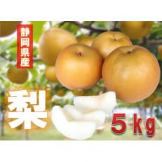 2025年8月中旬発送 静岡県産 梨 5kg
