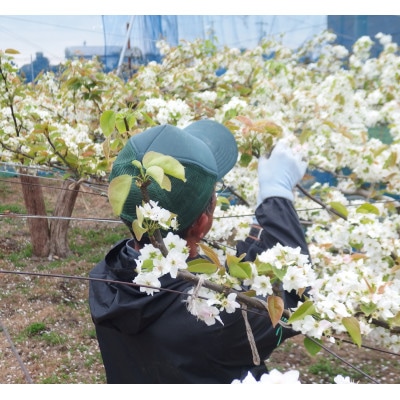 2025年8月中旬発送 静岡県産 梨 5kg