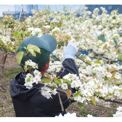 2024年8月上旬発送 静岡県産 梨 5kg