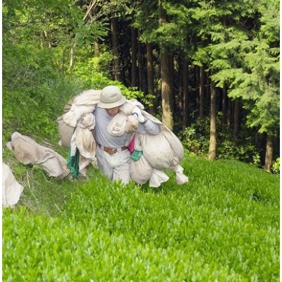 山嵐茶 本来の風味が味わえる荒茶づくり 100g×5袋 静岡茶