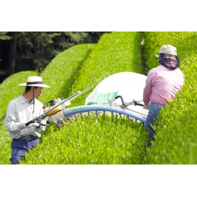 有機茶 JASオーガニック 飲み比べ セット　100g　5種類　10袋　1kg