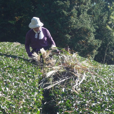 世界農業遺産 茶草場農法茶 1kg 訳あり 静岡県産 深蒸し煎茶 岡部茶