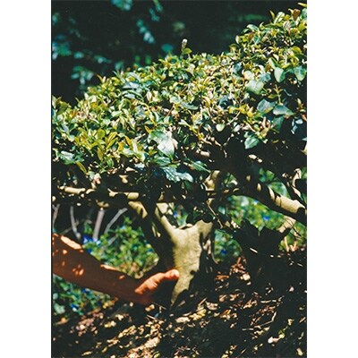 お茶ミル/有機上煎茶B10本セット(完全有機栽培茶)