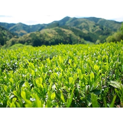 お茶ミル/有機上煎茶B10本セット(完全有機栽培茶)