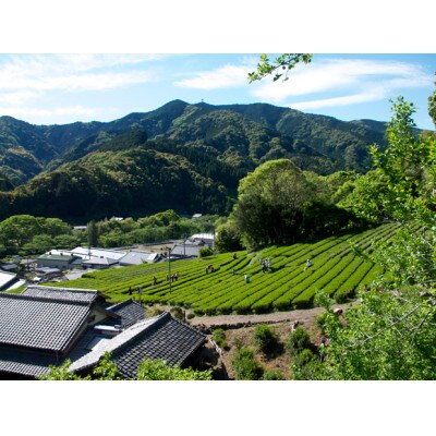 【オーガニック】煎茶A30本セット(有機JAS)