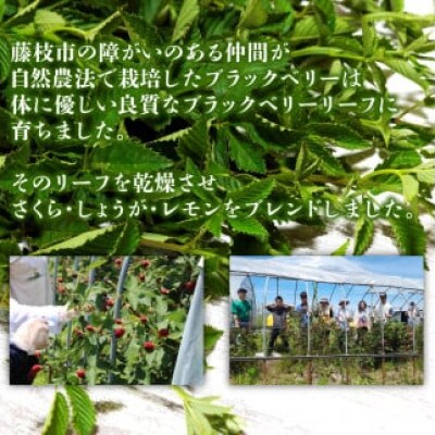 ブラックベリーリーフティー3種(さくら・しょうが・レモン)各10個　計60g