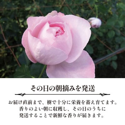 静岡県藤枝市　香るバラの朝摘みローズブーケ　生花 ギフト　Sサイズ