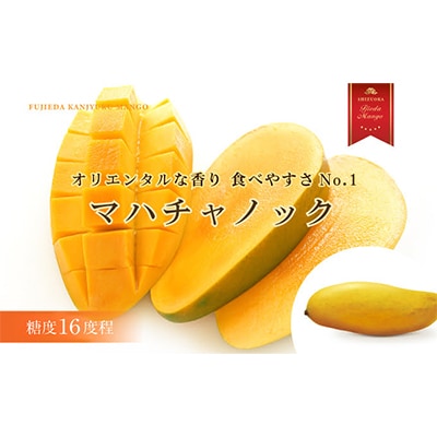 【2026年7月頃～順次発送】完熟マンゴー お任せ1kg以上 糖度16程度 数量限定 静岡県藤枝市産