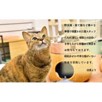 猫カフェいろり　ご利用優待券(1時間分)×10枚セット