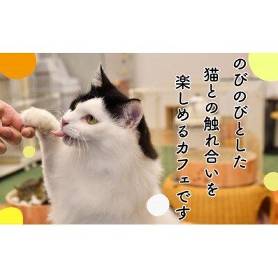 猫カフェいろり　ご利用優待券(1時間分)×10枚セット