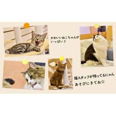 猫カフェいろり　ご利用優待券(1時間分)×10枚セット