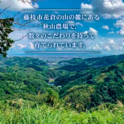 A4～A5ランク静岡県産黒毛和牛カルビ焼肉 560g