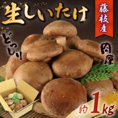 生しいたけ 約1kg
