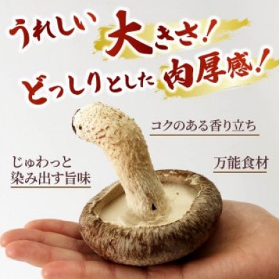 生しいたけ 約1kg