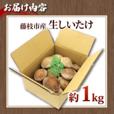 生しいたけ 約1kg