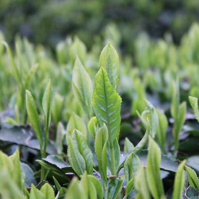 【もて茶って】インスタント煎茶1kg×3袋　ささっとすぐ溶けるパウダー茶　給茶機対応