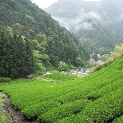 【もて茶って】インスタント煎茶1kg×2袋　ささっとすぐ溶けるパウダー茶　給茶機対応