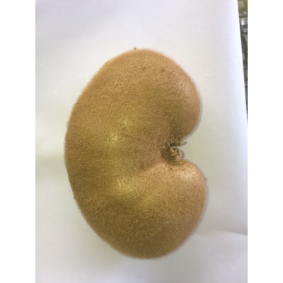 埼玉県蓮田産　キウイフルーツ(グリーン)不揃い1kg以上