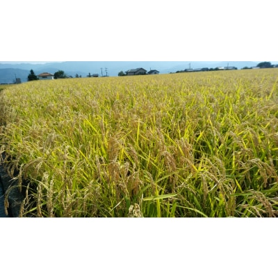 神亀 純米辛口・ひこ孫 純米　1.8L×各1本
