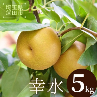 幸水 5kg(9～14玉)