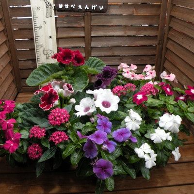 季節の花の寄せ植え
