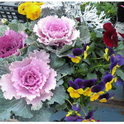 季節の花の寄せ植え