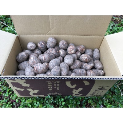 能登町産 里芋5kg