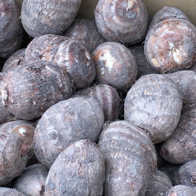 能登町産 里芋5kg