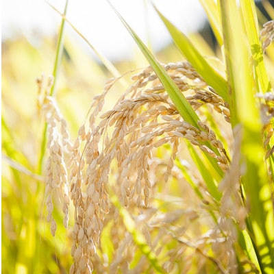 奥能登産「能登ひかり」米糀あまざけ　プレーン2本とブルーベリー1本の3本セット