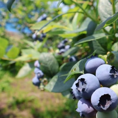 奥能登産「能登ひかり」米糀あまざけ　プレーン2本とブルーベリー1本の3本セット