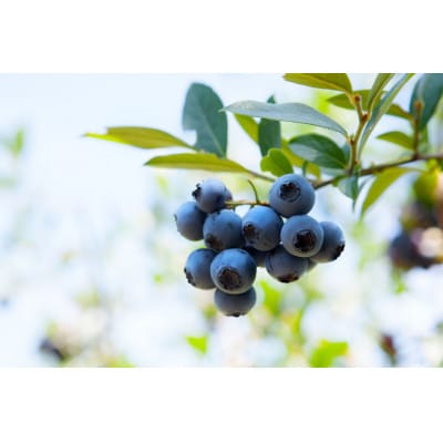 notonoフローズンヨーグルトセット(12個入り)