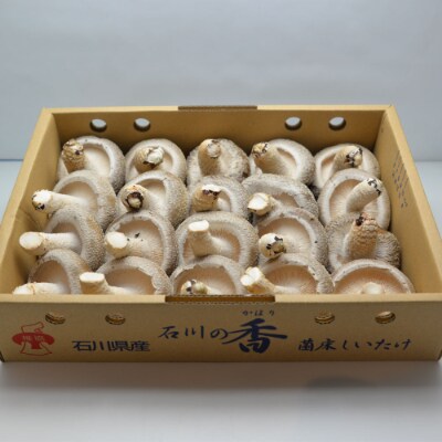 【能登の大自然が育んだ】プリップリの「能登産しいたけ1kg」