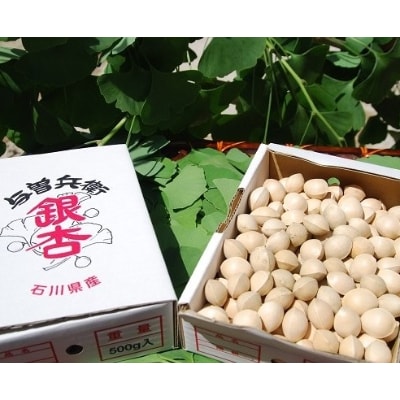 奥能登産 与曽兵衛銀杏 松本農園の銀杏(殻付き)　サイズ:大  1.0kg
