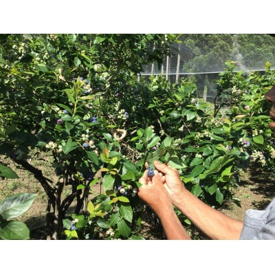 【産地直送】能登の完熟新鮮ブルーベリー約1kg