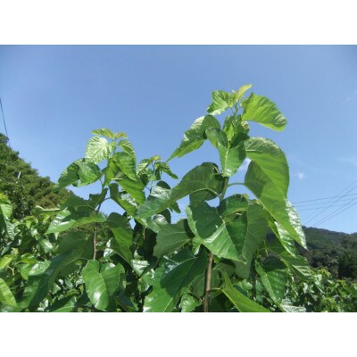 桑青汁　スティック15包×2袋