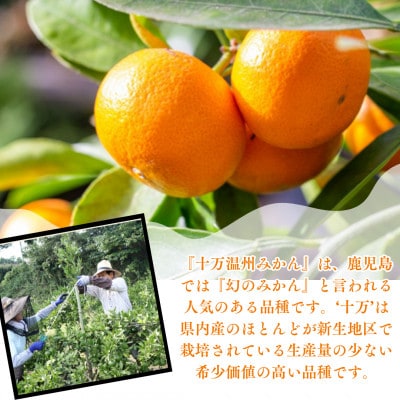十万温州みかん　10kg